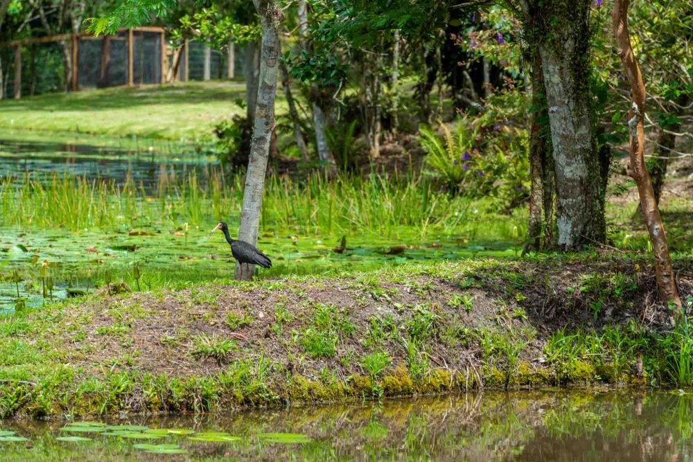 Terreno, 9 hectares - Foto 13
