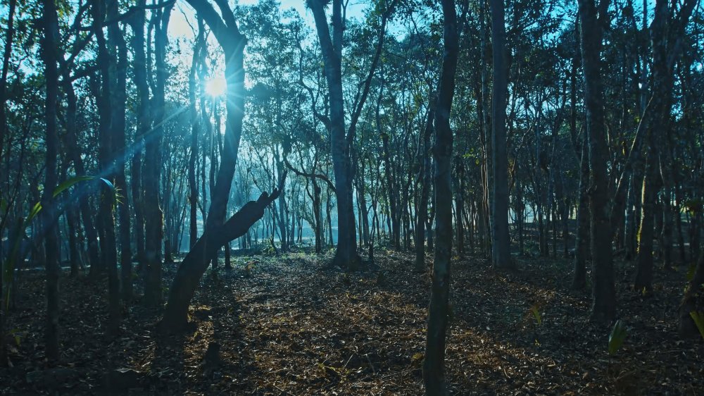 Terreno, 9 hectares - Foto 20