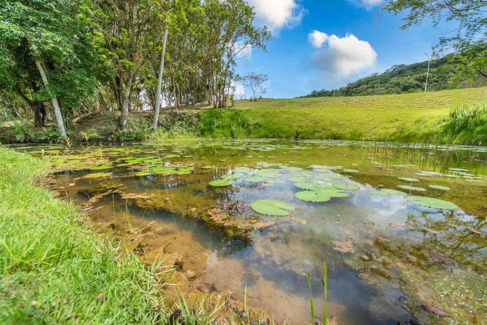 Terreno, 9 hectares - Foto 12