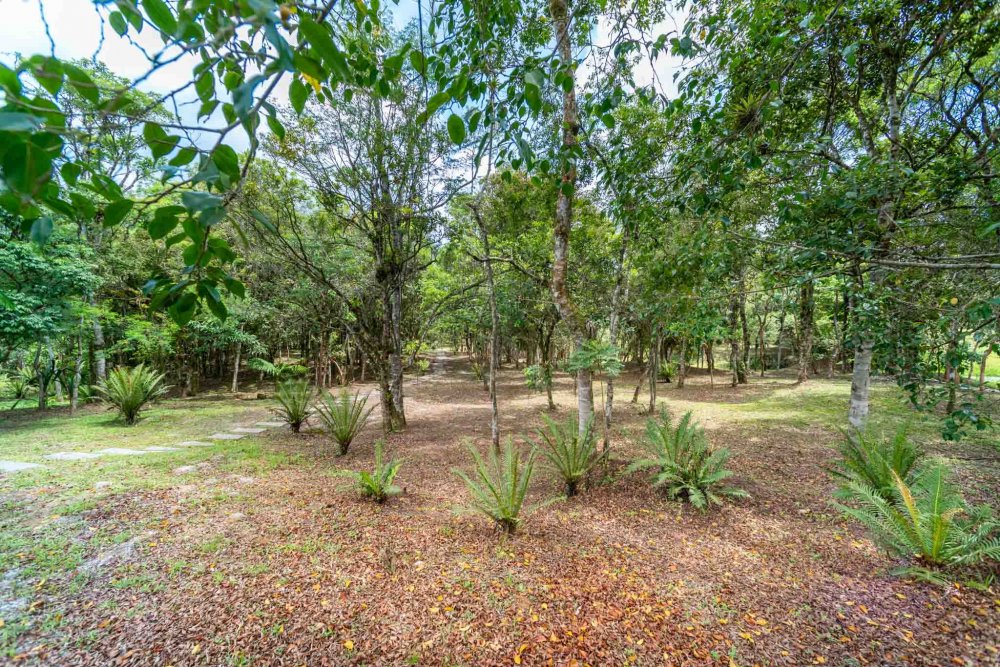 Terreno, 9 hectares - Foto 17