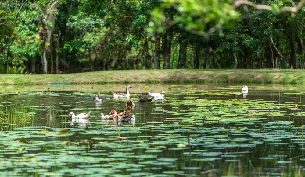 Terreno, 9 hectares - Foto 14