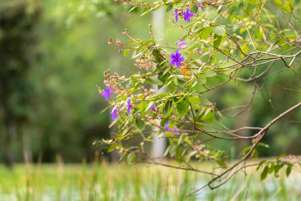 Terreno, 9 hectares - Foto 15