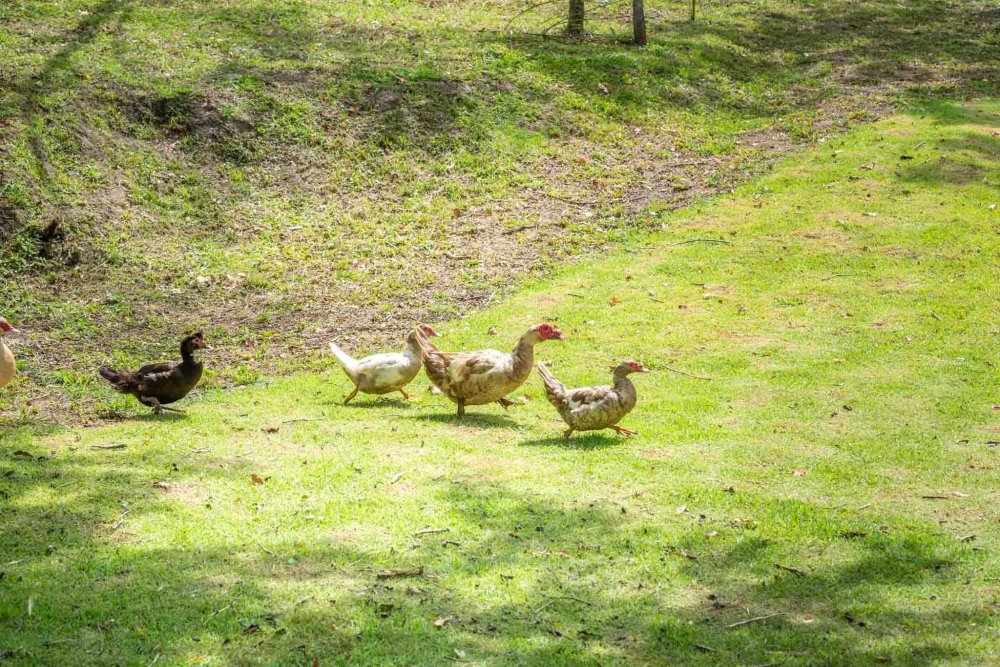 Terreno, 9 hectares - Foto 11