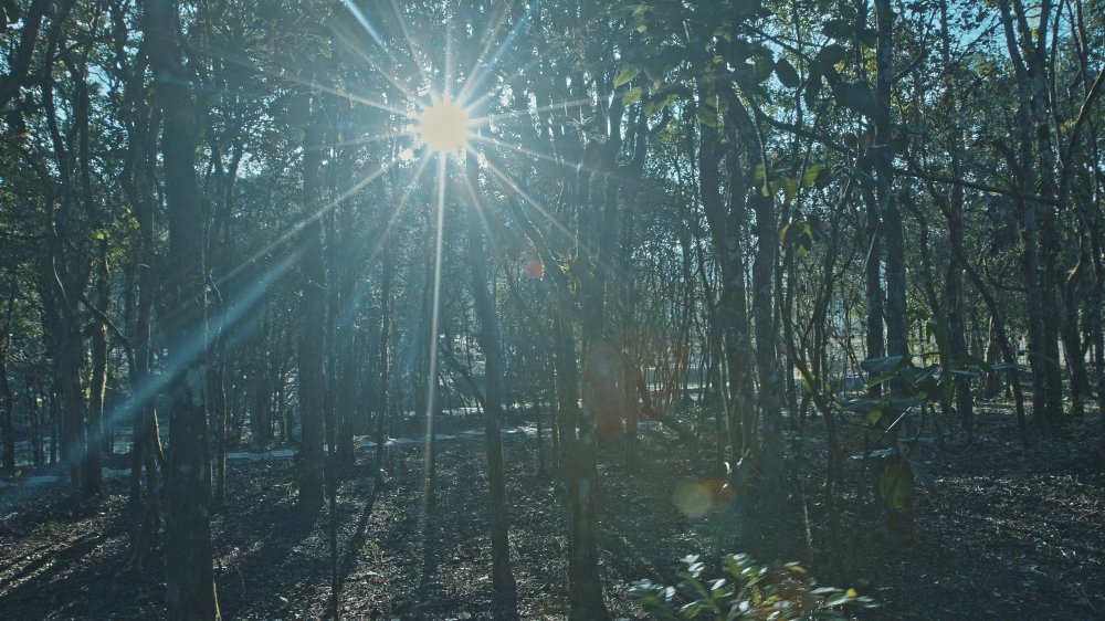 Terreno, 9 hectares - Foto 23